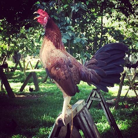 900+ Game fowl / Manok Panabong ideas .